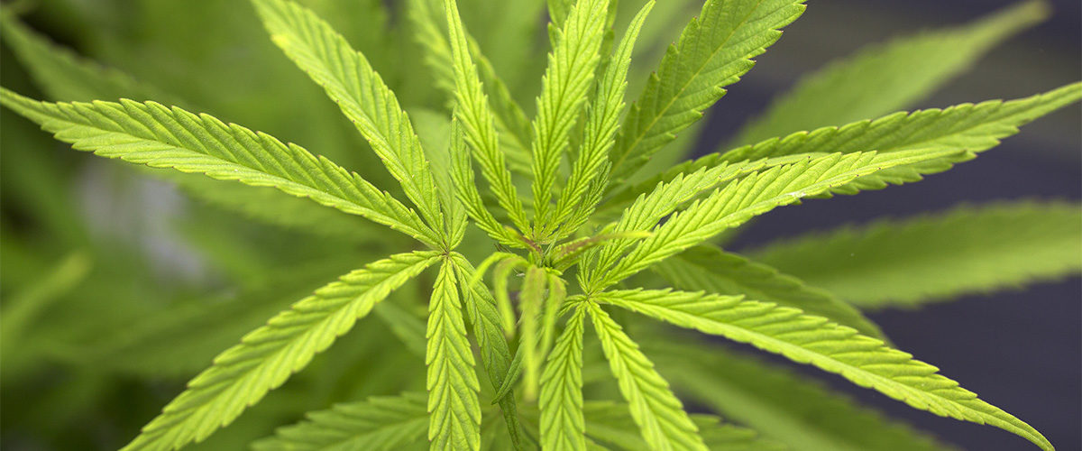 Cannabis leaves