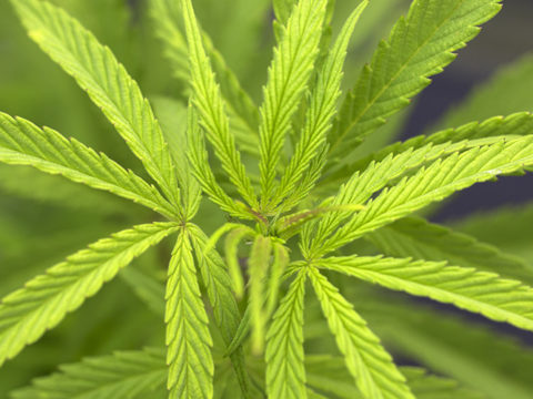 Cannabis leaves