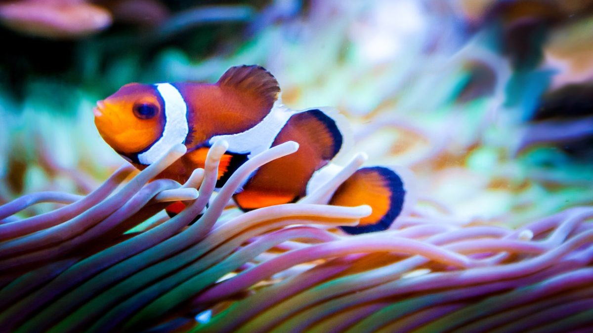 A photo of a clown fish swimming.