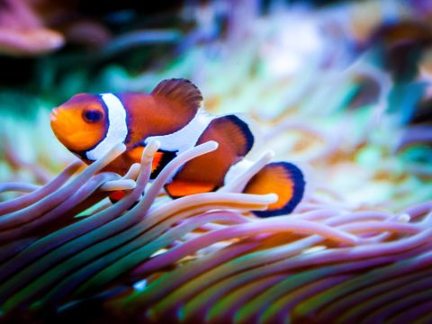 A photo of a clown fish swimming.