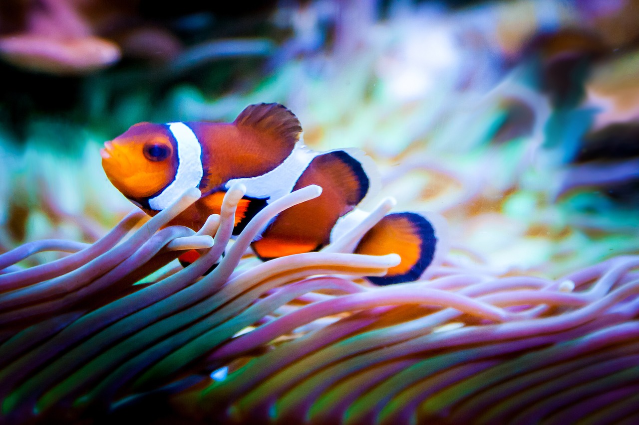 A photo of a clown fish swimming. A photo of a clown fish swimming.