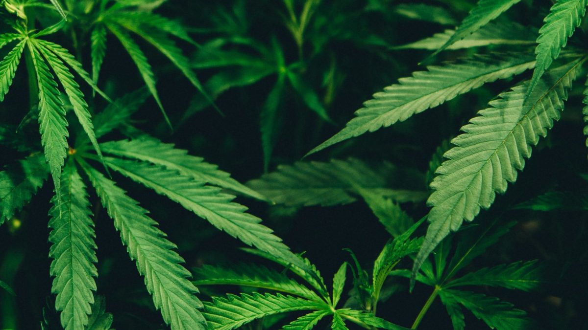 Cannabis plant