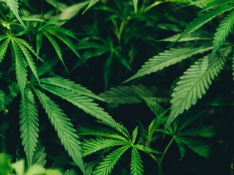 Cannabis plant