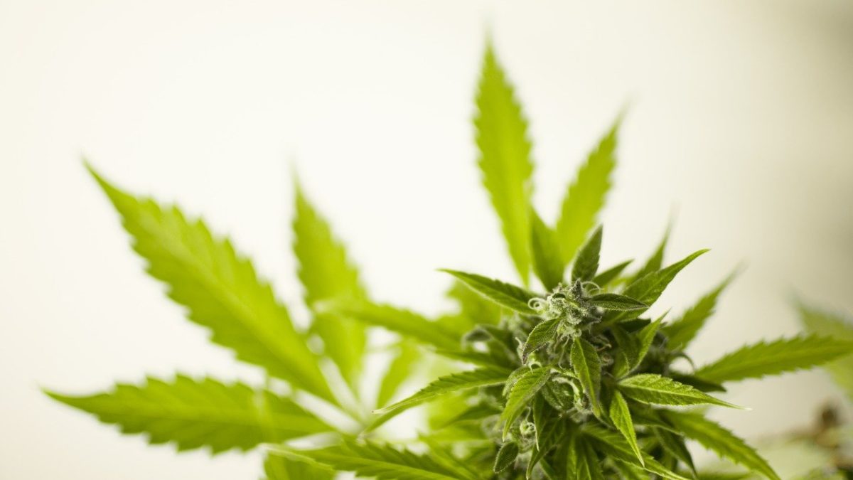 Cannabis plant