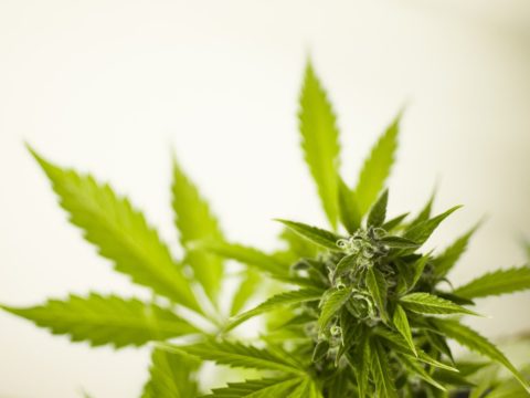Cannabis plant