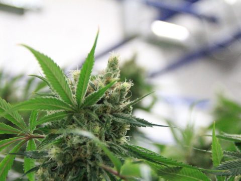 Cannabis leaf growing indoors