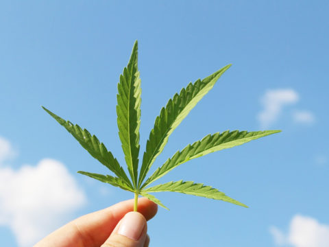 A woman holding a cannabis leaf.