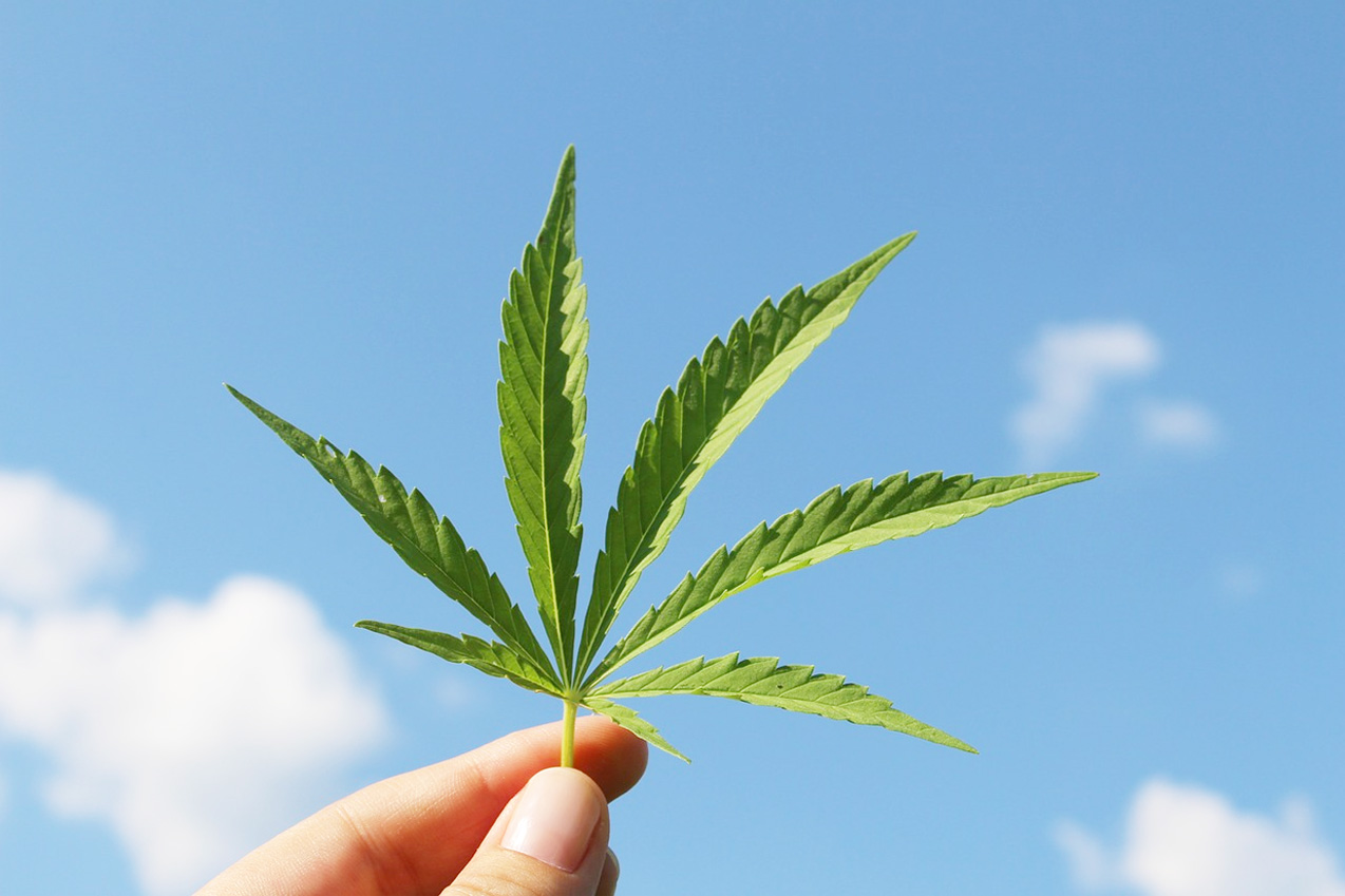 Cannabis leaf A woman holding a cannabis leaf.