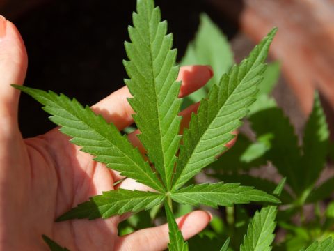A hand holding a cannabis leaf