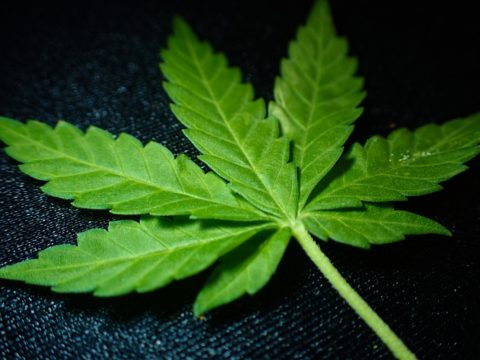 A cannabis plant on a black background.