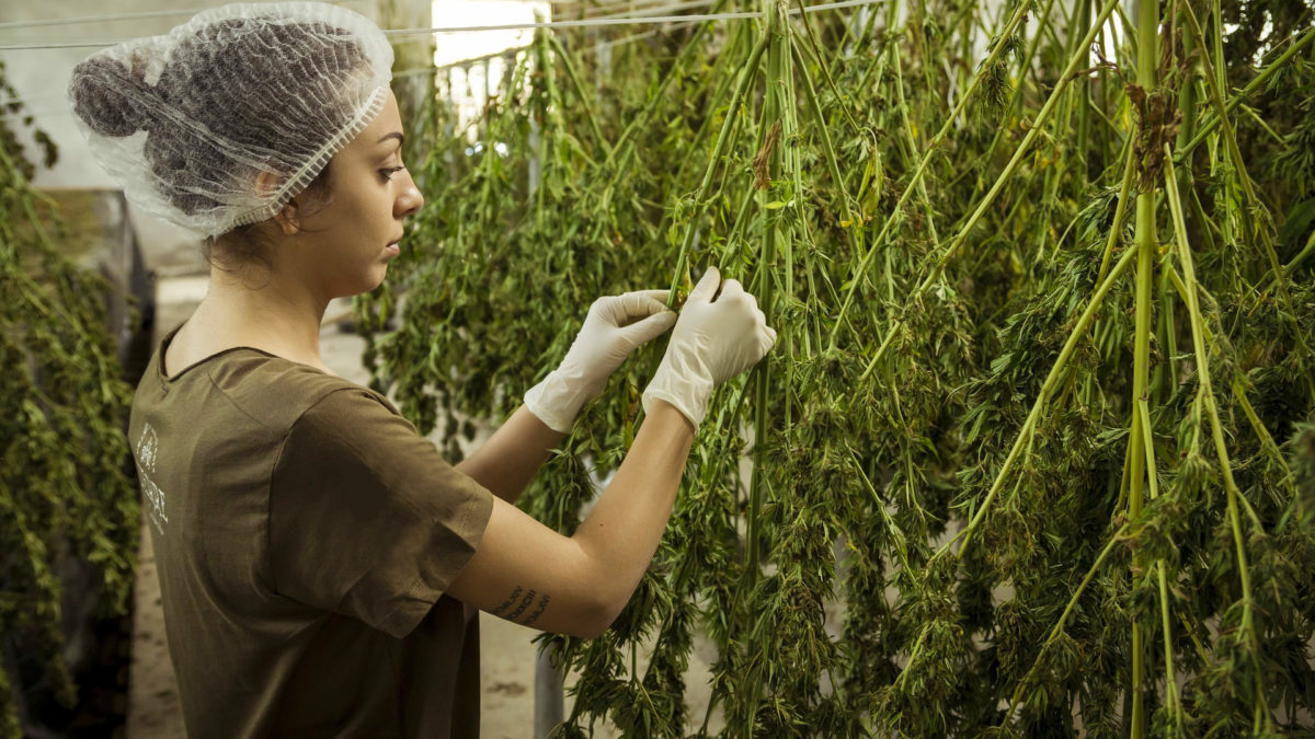 A woman arranging cannabis