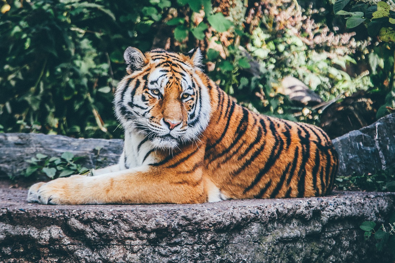 A tiger at the zoo A tiger at the zoo
